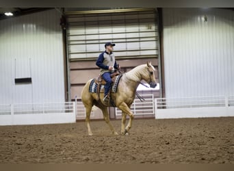 American Quarter Horse, Gelding, 6 years, Palomino