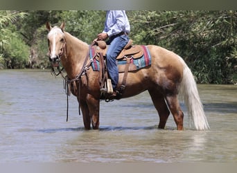 American Quarter Horse, Gelding, 6 years, Palomino