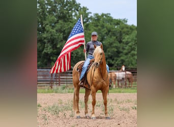 American Quarter Horse, Gelding, 6 years, Palomino
