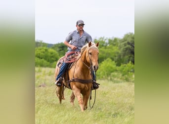 American Quarter Horse, Gelding, 6 years, Palomino