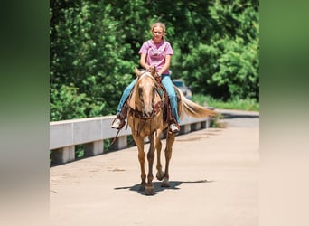 American Quarter Horse, Gelding, 6 years, Palomino