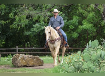 American Quarter Horse, Gelding, 6 years, Palomino