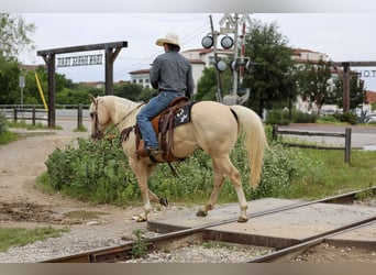 American Quarter Horse, Gelding, 6 years, Palomino