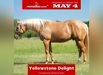 American Quarter Horse, Gelding, 6 years, Palomino