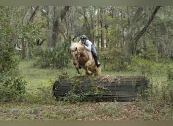 American Quarter Horse, Gelding, 6 years, Palomino