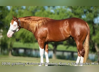 American Quarter Horse Mix, Gelding, 6 years, Pinto