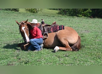 American Quarter Horse, Gelding, 6 years, Red Dun