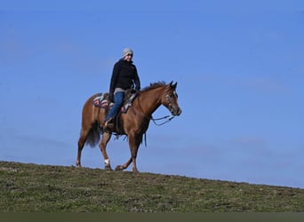 American Quarter Horse, Gelding, 6 years, Red Dun