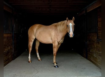 American Quarter Horse, Gelding, 6 years, Red Dun