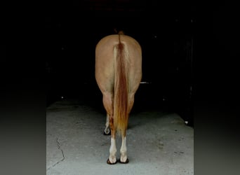 American Quarter Horse, Gelding, 6 years, Red Dun