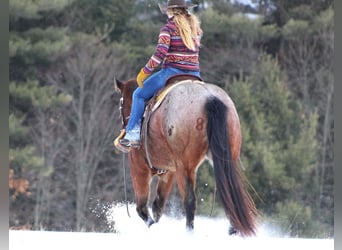 American Quarter Horse, Gelding, 6 years, Roan-Bay
