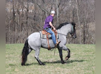 American Quarter Horse, Gelding, 6 years, Roan-Blue