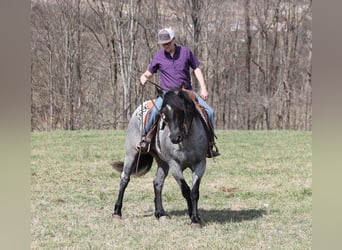 American Quarter Horse, Gelding, 6 years, Roan-Blue