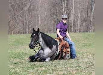 American Quarter Horse, Gelding, 6 years, Roan-Blue