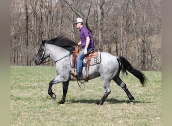 American Quarter Horse, Gelding, 6 years, Roan-Blue