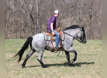 American Quarter Horse, Gelding, 6 years, Roan-Blue