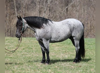 American Quarter Horse, Gelding, 6 years, Roan-Blue