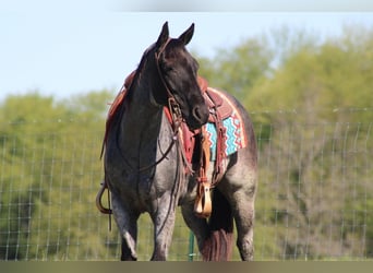 American Quarter Horse, Gelding, 6 years, Roan-Blue