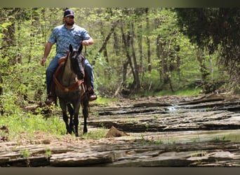 American Quarter Horse, Gelding, 6 years, Roan-Blue
