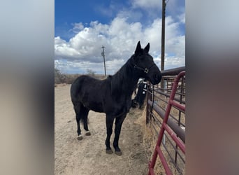 American Quarter Horse, Gelding, 6 years, Roan-Blue