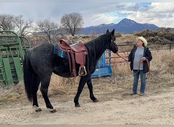 American Quarter Horse, Gelding, 6 years, Roan-Blue