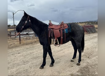 American Quarter Horse, Gelding, 6 years, Roan-Blue