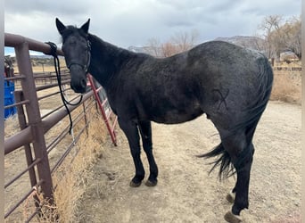 American Quarter Horse, Gelding, 6 years, Roan-Blue