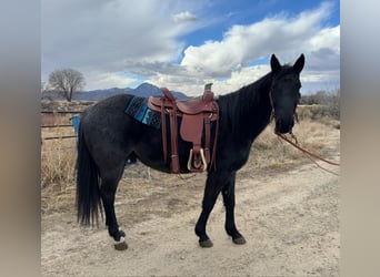 American Quarter Horse, Gelding, 6 years, Roan-Blue