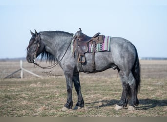 American Quarter Horse, Gelding, 6 years, Roan-Blue