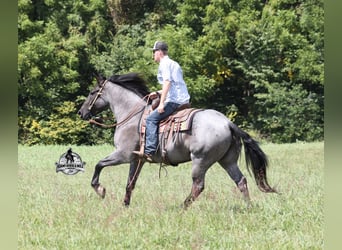 American Quarter Horse, Gelding, 6 years, Roan-Blue