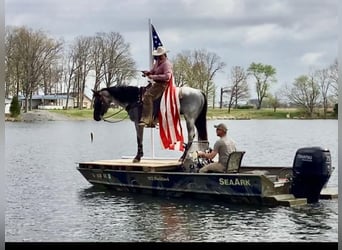 American Quarter Horse, Gelding, 6 years, Roan-Blue