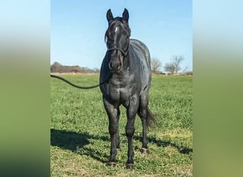 American Quarter Horse, Gelding, 6 years, Roan-Blue