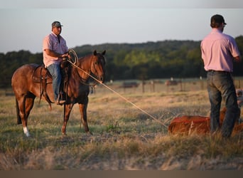 American Quarter Horse, Gelding, 6 years, Roan-Red