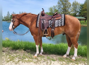 American Quarter Horse, Gelding, 6 years, Roan-Red