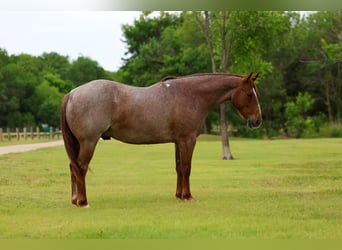 American Quarter Horse, Gelding, 6 years, Roan-Red