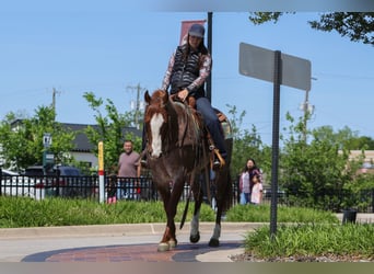 American Quarter Horse, Gelding, 6 years, Roan-Red