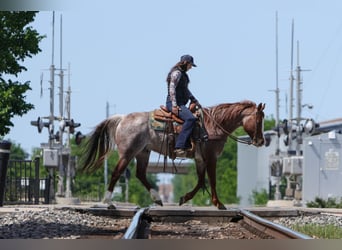 American Quarter Horse, Gelding, 6 years, Roan-Red