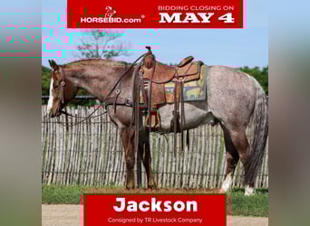 American Quarter Horse, Gelding, 6 years, Roan-Red