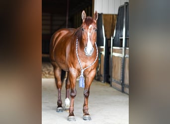 American Quarter Horse, Gelding, 6 years, Roan-Red