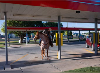 American Quarter Horse, Gelding, 6 years, Roan-Red