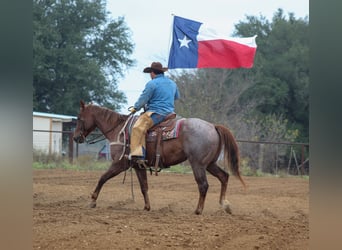 American Quarter Horse, Gelding, 6 years, Roan-Red