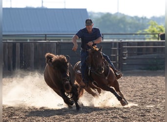 American Quarter Horse, Gelding, 6 years, Sorrel