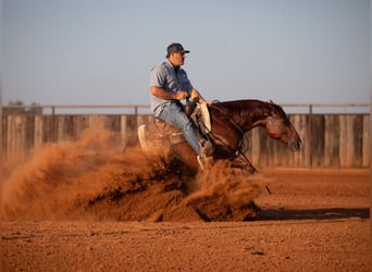 American Quarter Horse, Gelding, 6 years, Sorrel