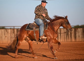 American Quarter Horse, Gelding, 6 years, Sorrel