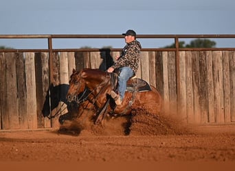 American Quarter Horse, Gelding, 6 years, Sorrel
