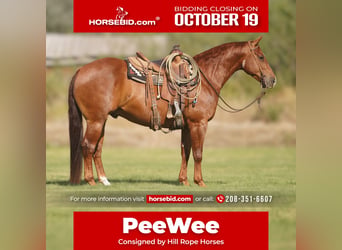 American Quarter Horse, Gelding, 6 years, Sorrel