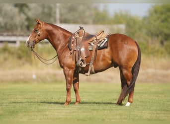 American Quarter Horse, Gelding, 6 years, Sorrel