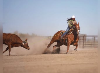 American Quarter Horse, Gelding, 6 years, Sorrel