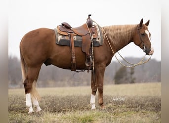American Quarter Horse, Gelding, 6 years, Sorrel