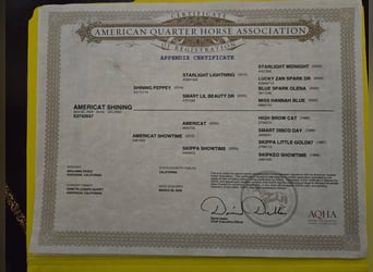 American Quarter Horse, Gelding, 6 years, Sorrel